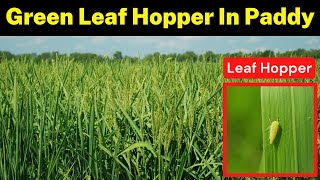 How to Identify Green Leaf Hopper in Rice Symptoms and Management  Krishi Network [upl. by Ayor936]