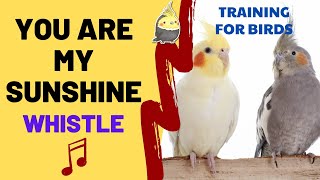 YOU ARE MY SUNSHINE with WHISTLE  Cockatiel Singing Training  Bird Whistling [upl. by Clymer271]