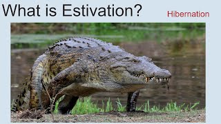 What Is Estivation  Hibernation [upl. by Hayidan]