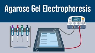 Gel Electrophoresis  Class 12th neet neet2024 biology [upl. by Woodrow]