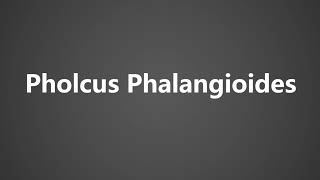 How To Pronounce Pholcus Phalangioides [upl. by Senaj]