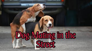 Dog Mating on the Street [upl. by Agustin887]