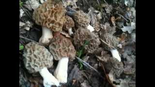 comment trouver des morilles n°4 [upl. by Asi]