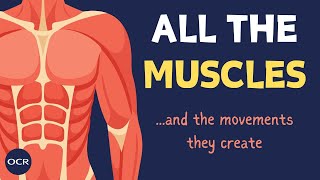 Location of major muscle groups  OCR GCSE PE  Muscular System 12 [upl. by Accever]