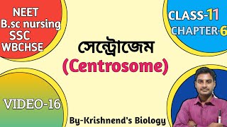 Centrosome structure in Bengali CentrioleBiology class 11NEET WBCHSESSCJENPAS [upl. by Bliss]