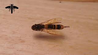 Identifying Horntail Wasps or Wood Wasps [upl. by Epstein]