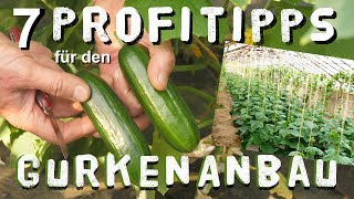 7 Gurken Anbau Tipps vom Profi [upl. by Parlin]