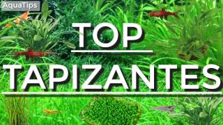 Top 5 plantas tapizantes fáciles para principiantes  AquaTips [upl. by Eilerua]