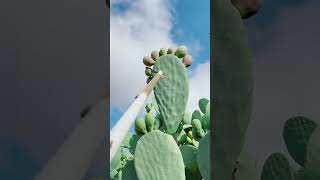 Prickly Pear Opuntia humifusa [upl. by Hump99]