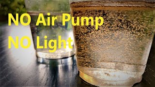 How to Hatch Brine Shrimp Eggs  NO Air Pump NO Light [upl. by Belicia]