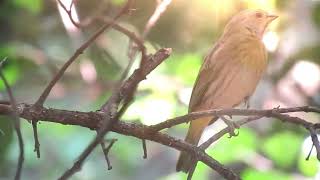 Canário da Terra Cantando Livremente no Sul do Espírito Santo – Melodia Incrível [upl. by Norabel]