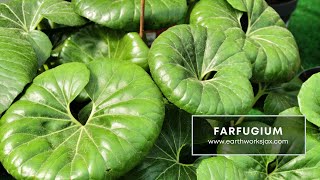 Farfugium for Northeast Florida [upl. by Cirilla]