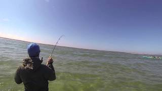 Cape Cod Flats Fishing for Striped Bass 2014 [upl. by Seda]