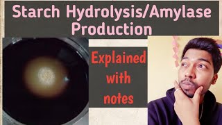 Starch HydrolysisBacterial Amylase ProductionFungiMechanismRohit Mane Scientistracademy [upl. by Atenik]