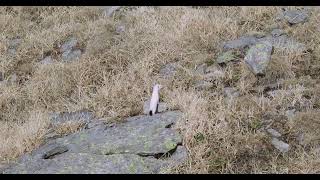 Stoat Mustela erminea [upl. by Enilecram]