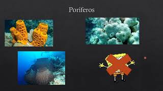 Animais Invertebrados Poríferos Cnidários Nematódeos e Anelídeos Ciências  7 ano  Parte 1 [upl. by Crane733]