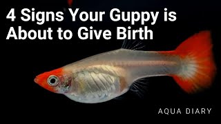 How to Tell Pregnant Guppy Fish About To Give Birth [upl. by Ellainad798]