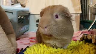 Guinea pig just ate a cherry Looks like bleeding P [upl. by Asiuol106]