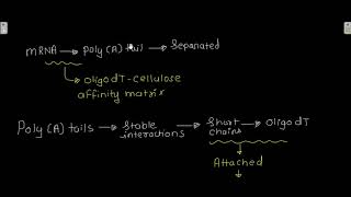 Affinity chromatography [upl. by Elagibba83]