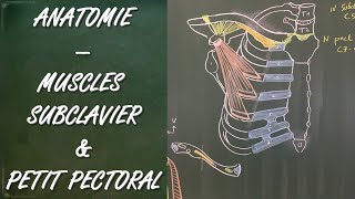 ANATOMIE  MUSCLES SUBCLAVIER ET PETIT PECTORAL [upl. by Hamner93]