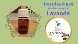 Destilación Aceite esencial Lavanda [upl. by Kurr]