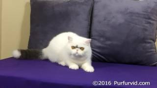 BlueWhite Exotic Shorthair Male [upl. by Nalyac]