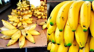 DIFERENCIAS ENTRE EL PLATANO MANZANO Y EL PLATANO COMUN O CAMBUR [upl. by Bast471]