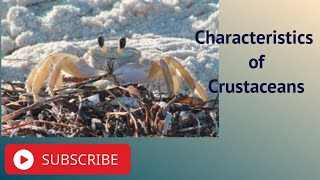 Characteristics of Crustaceans [upl. by Forester]