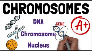 CHROMOSOMES  Biology GCSE and iGCSE Biology Revision Grade 9 Updated [upl. by Imre]