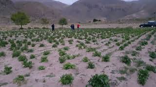 Challando Plantaciones de Papa en Huallchapi Oruro [upl. by Tombaugh]