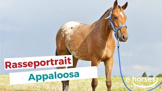 Der Appaloosa im Rasseportrait [upl. by Brigida]