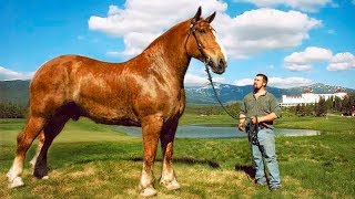 The BIGGEST HORSES In The World 🐎 [upl. by Nay309]