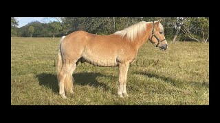 Registered Chestnut Haflinger For Sale [upl. by Worthington]