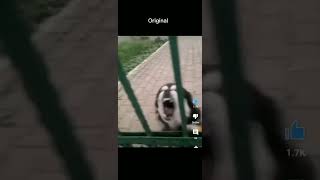 Dog screaming original and reversed [upl. by Notnirb]