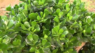 PLANTA DE JADE Crassula ovata wwwriomoroscom [upl. by Alexandria614]