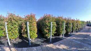 Photinia Red Robin ReadyHedge Readybags  140160cm tall hedging [upl. by Bridget335]