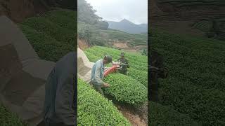 Tea picking process with handheld tea picker Good tools and machinery can increase work efficiency [upl. by Tychonn]