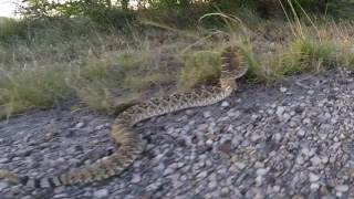 This is what happens when you play with Rattlesnakes [upl. by End]