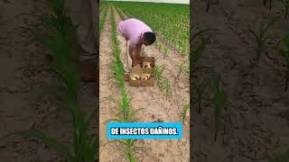 Los agricultores en Tailandia no usan pesticidas en sus campos [upl. by Hannala651]