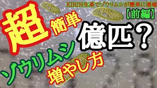 ゾウリムシを生茶で増やす培養方法。【超簡単】虫眼鏡同等の倍率で見てみると奇妙な動きを確認できる。品種改良メダカ針子稚魚の餌です。【前編】 [upl. by Kamin371]