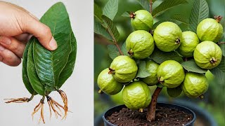 Guava Propagation Method By Leaves Is Simple And Effective [upl. by Aileen175]