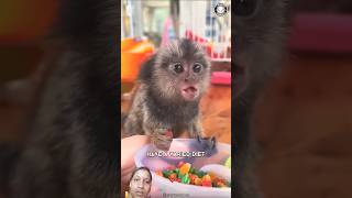 1MinuteAnimals animals pygmymarmoset monkey marmoset wildlife marmot pets mammals nature [upl. by Nisbet]