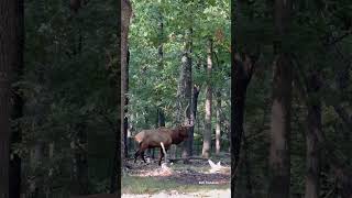 Bugle to start your day outdoorphotography elk outdoors missouri photography [upl. by Mcnamara]