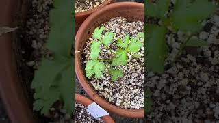 GROWING PARSLEY AND ITS SURVIVING GROWINGPARSLEYPLANTS FOODHERBS JENITASBFWELLWISHESGARDENING [upl. by Gylys888]