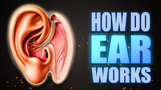 Ear Anatomy  Inside the ear  3D Human Ear animation video  Biology  how can we hear lets see [upl. by Cirdahc]