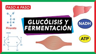 Glucólisis pasos y destino del piruvato fermentación [upl. by Adnesor]