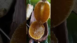 honeycomb nature honey fruit honeylife animals satisfying honeyberry animal [upl. by Hach]