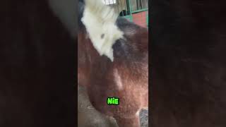 XDDD KOCHAM JAK MISIA DABINGUJE🤙🏻🤣 horse hobbyhorse dc equestrian hobbyhorsing funny memes [upl. by Hsu300]