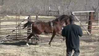 American Saddlebred Yearling Colt in training [upl. by Schwerin]