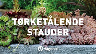 Tørketålende stauder [upl. by Marlie]